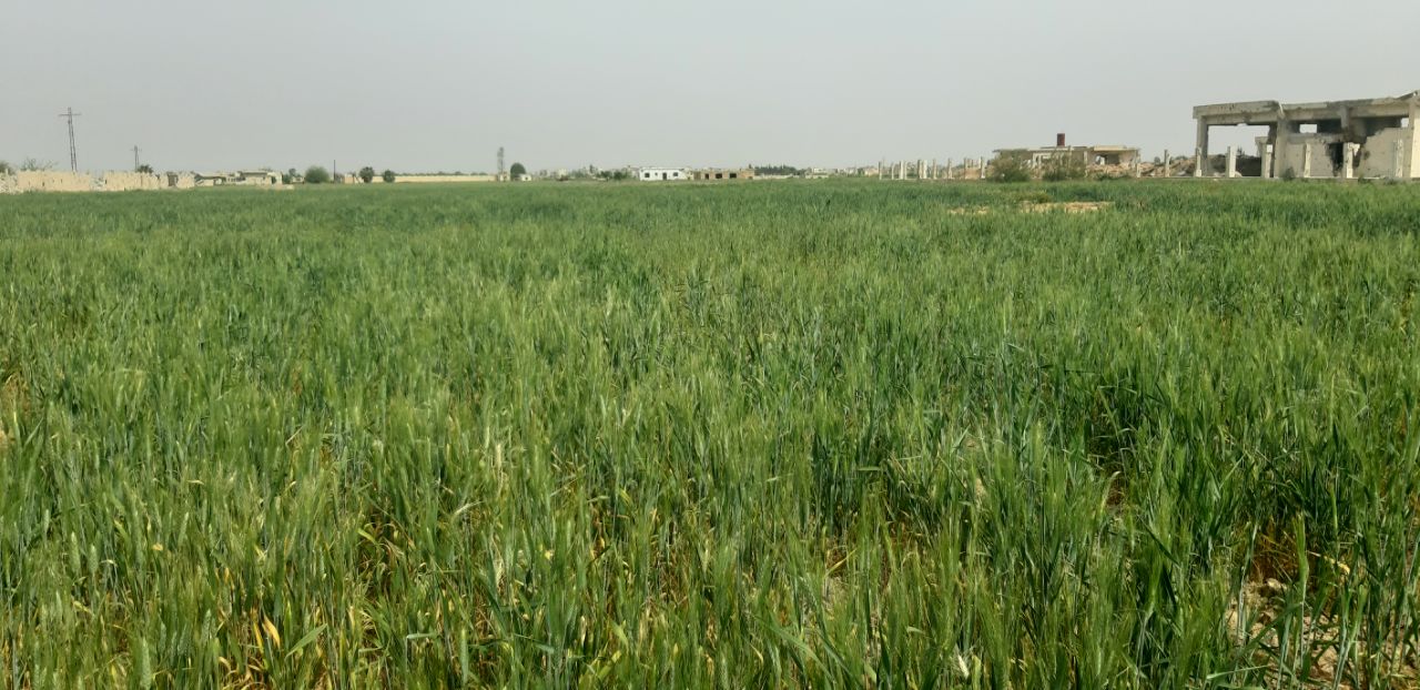 مزرعة خرابو قبل وبعد زراعة القمح